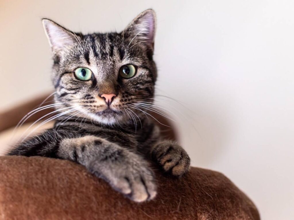 Demenza nei gatti: studi innovativi e possibili cure per Alzheimer umano