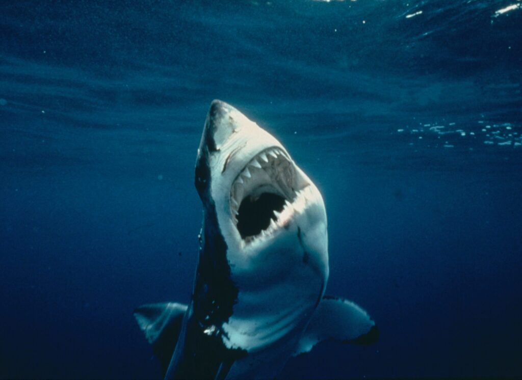 Grosso squalo sbrana un surfista al largo di Sydney: spiagge chiuse. Il Fatto Quotidiano. 5 Attacco di squalo a Sydney: surfista ucciso, spiagge chiuse - le ultime