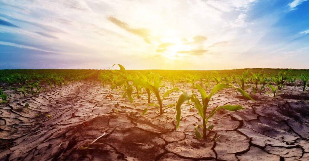 Crisi idrica in Puglia: campi senza acqua anche a settembre